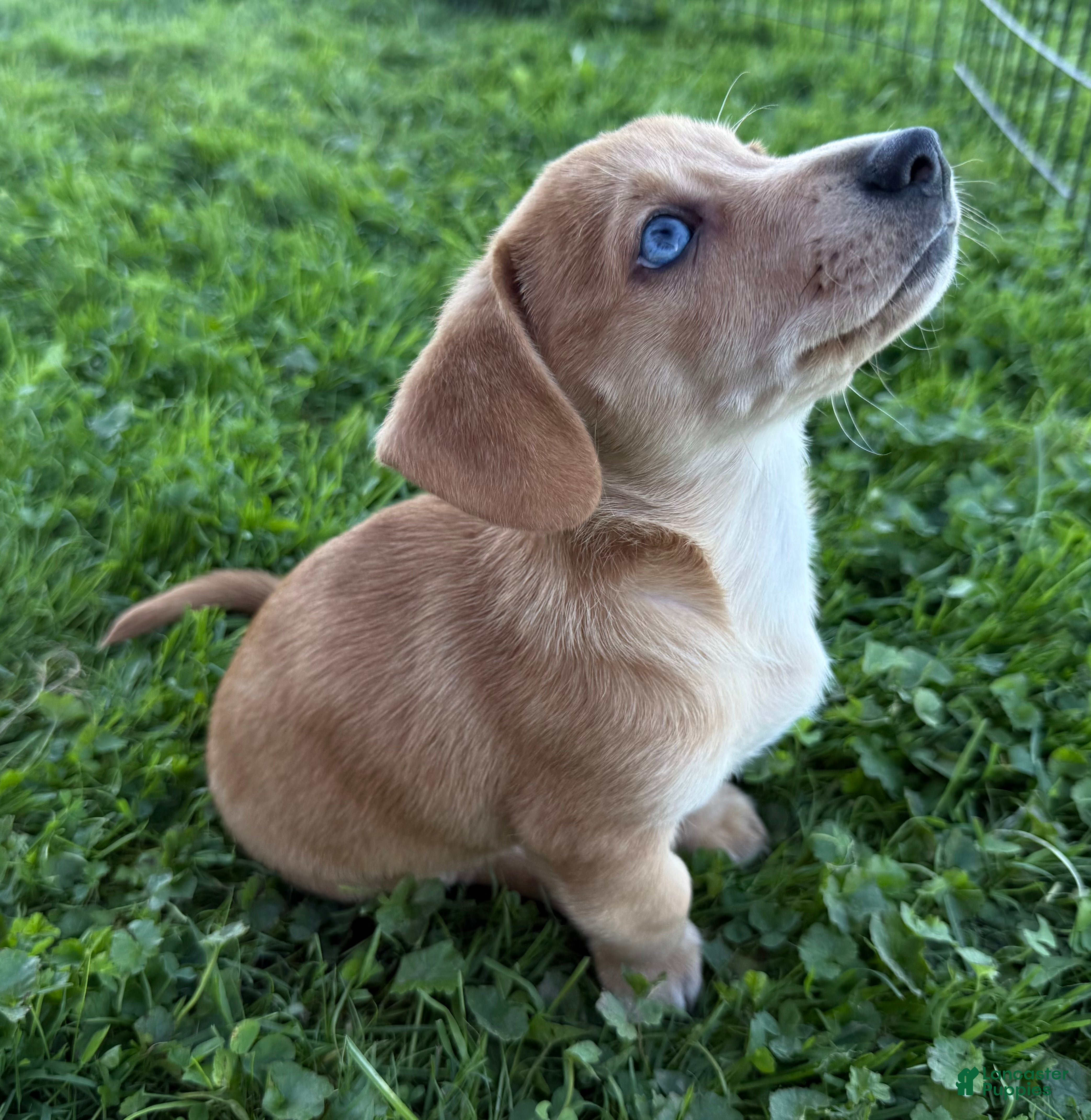 Welsh Corgi Cardigan dogs for sale: Classic Dorgi Female **Premium Rare Features**- Corgi & Dachshund Mix - Ad 10