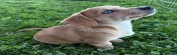 Mixed Breed dogs for sale: Unique Dorgi Female with Blue Eye - Corgi & Dachshund Mix - Ad 6