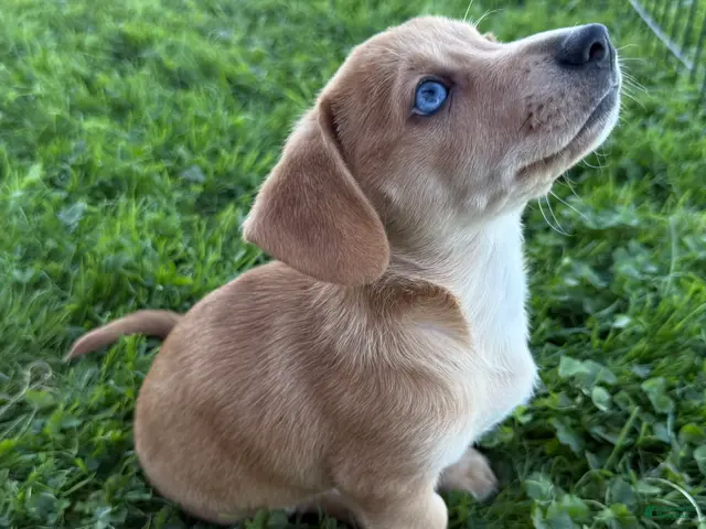 Welsh Corgi Cardigan dogs for sale: Classic Dorgi Female **Premium Rare Features**- Corgi & Dachshund Mix - Ad 10