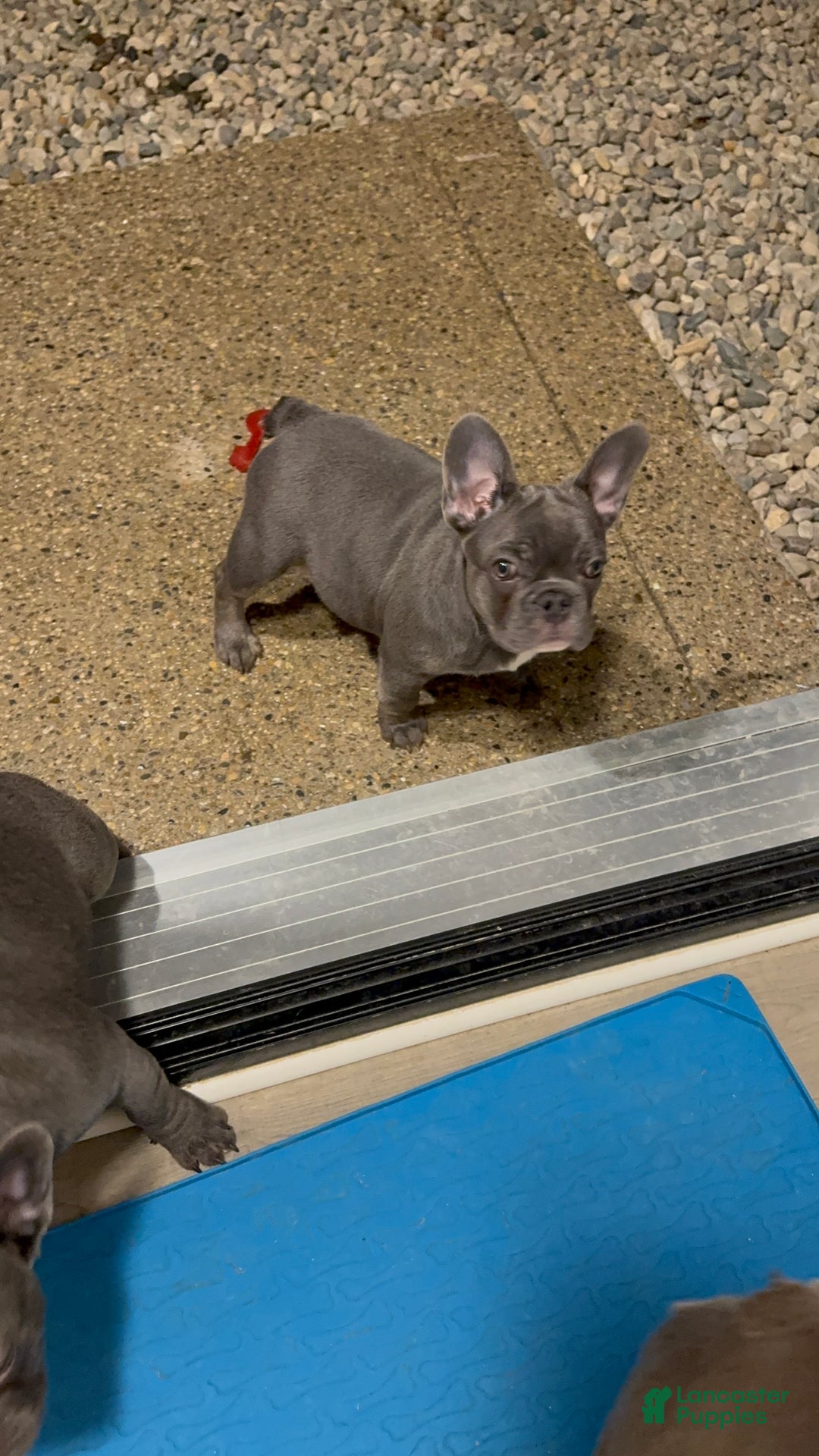 French Bulldog dogs for sale: French Bulldog Puppy 1 - Ad 4