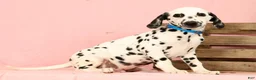 Dalmatian dogs for sale: Keno - Ad 6