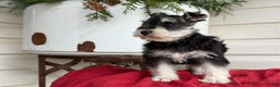 Miniature Schnauzer dogs for sale: Snuggles - Ad 10