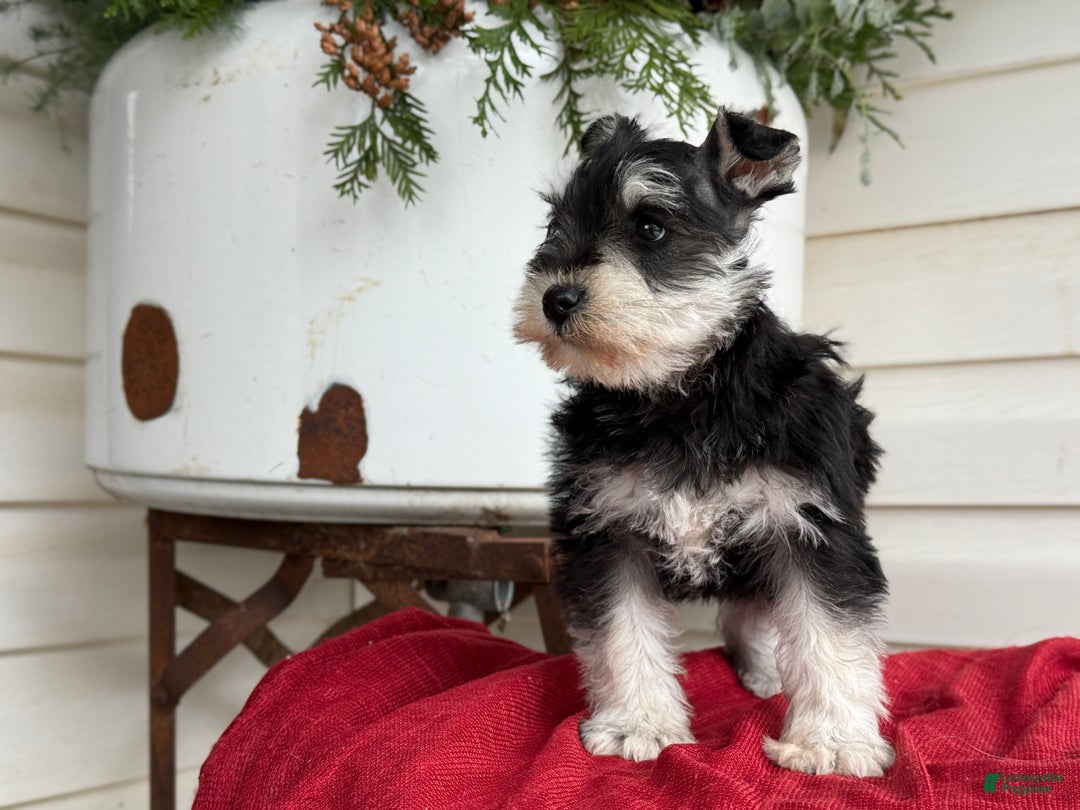 Miniature Schnauzer dogs for sale: Snuggles - Ad 10