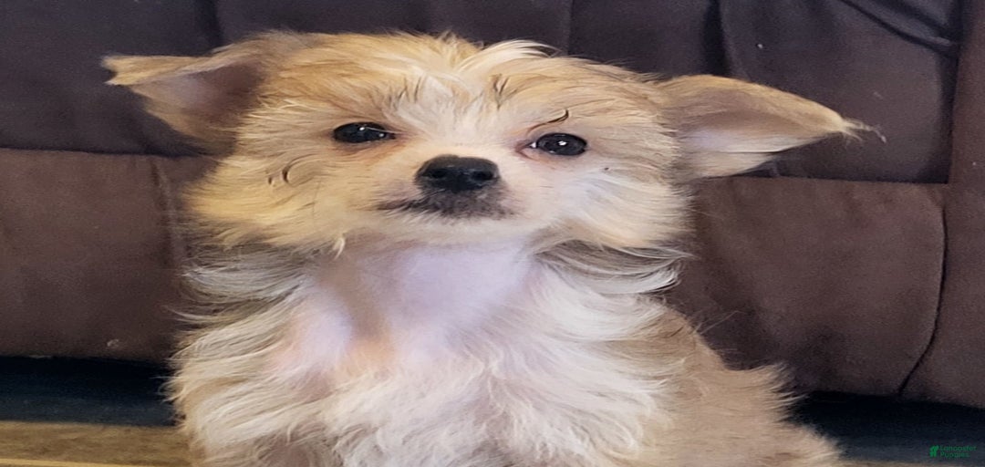 Gallery Image {{count}}