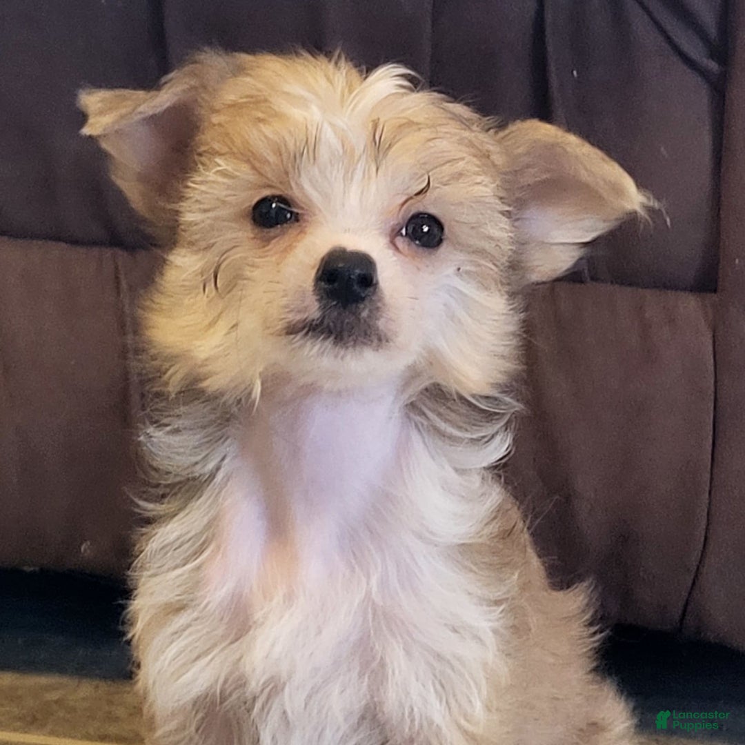 Gallery Image {{count}}