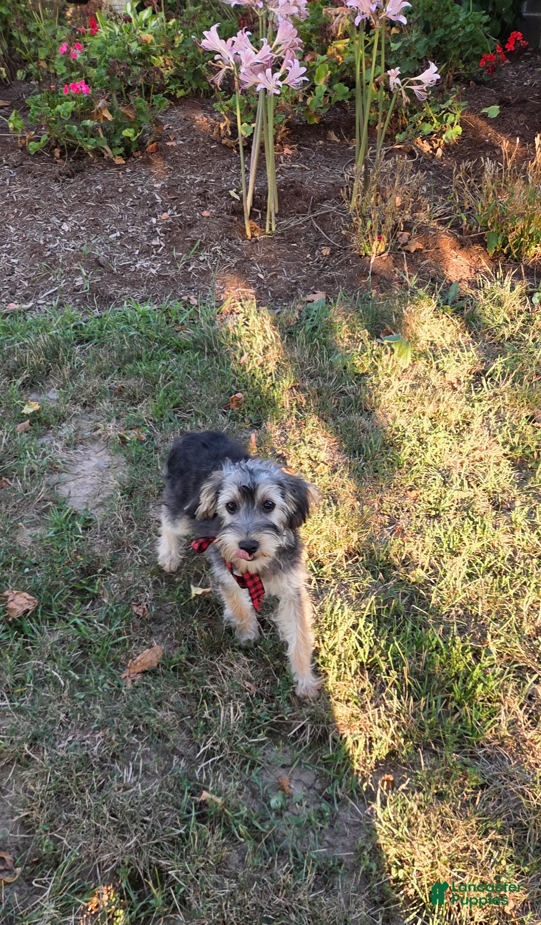 Yorkiepoo dogs for sale: Benny - Ad 7