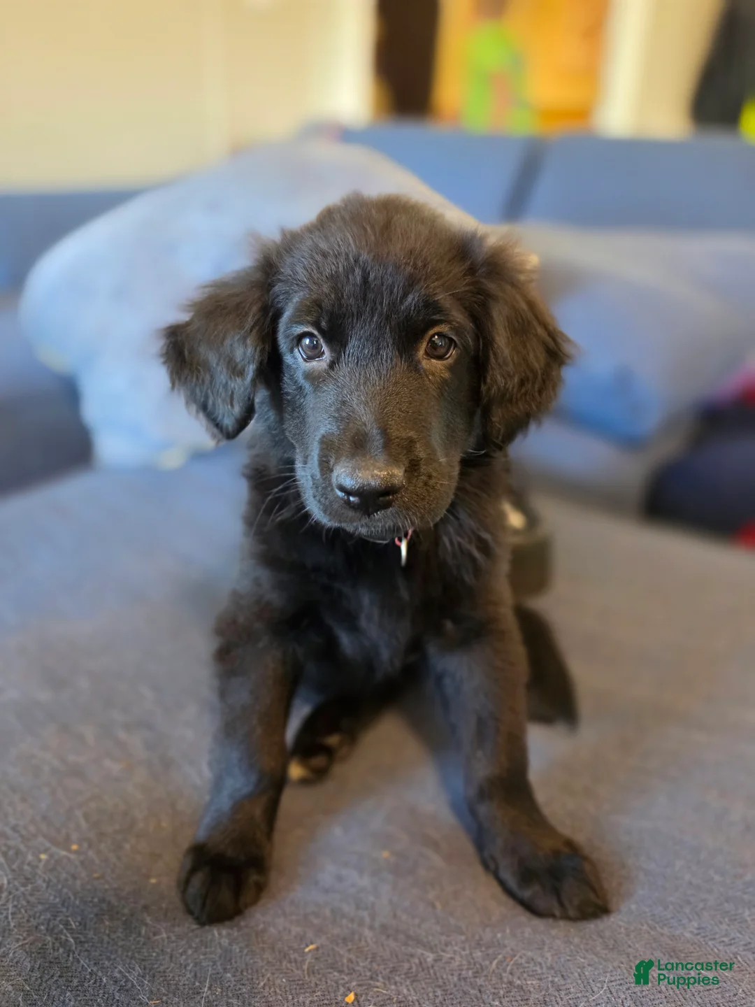 Mixed Breed dogs for sale: Mixed Breed Puppy 2 - Ad 1