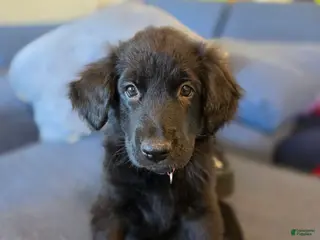 Mixed Breed dogs for sale: Mixed Breed Puppy 2 - Ad 3