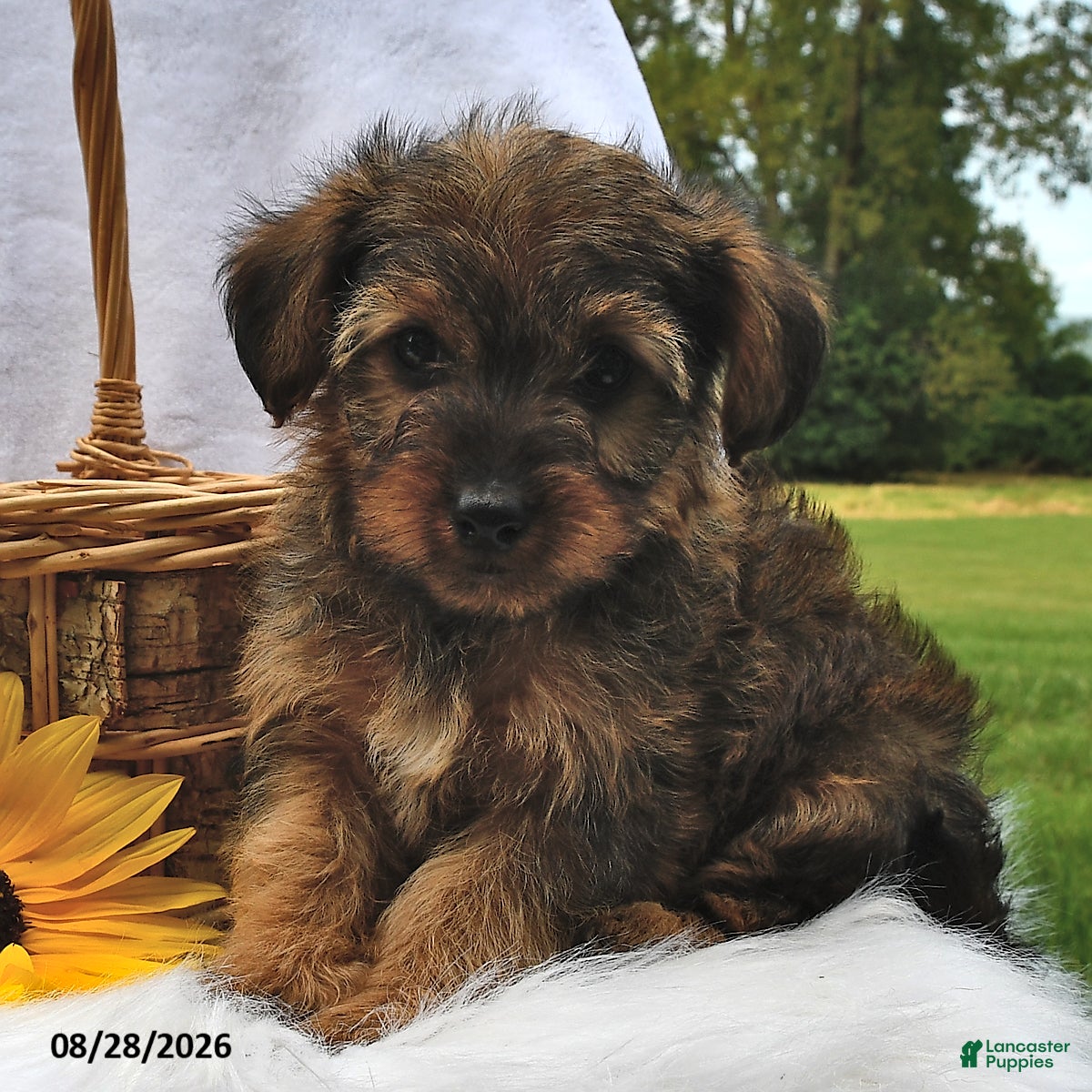 Morkie dogs Peanut  - Ad 1