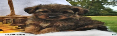Peanut 