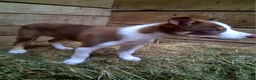 Border Collie dogs for sale: Border Collie 3 - Ad 9