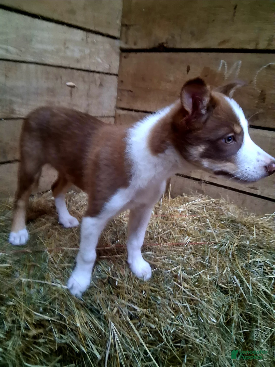 Border Collie dogs for sale: Border Collie 3 - Ad 9