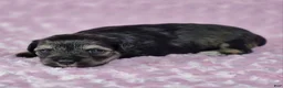 Miniature Schnauzer dogs for sale: Pepper - Ad 1