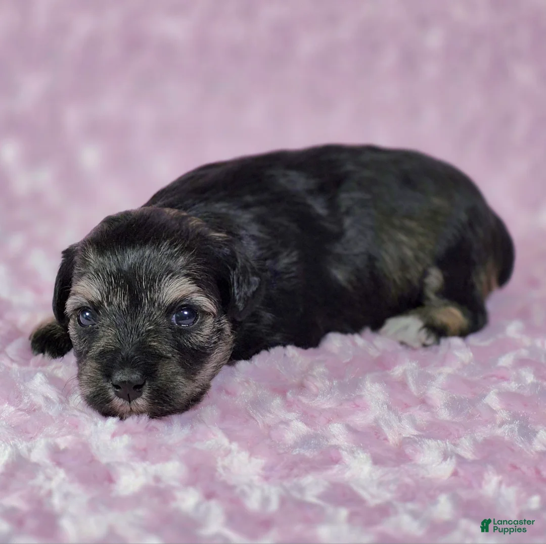 Miniature Schnauzer dogs for sale: Pepper - Ad 1