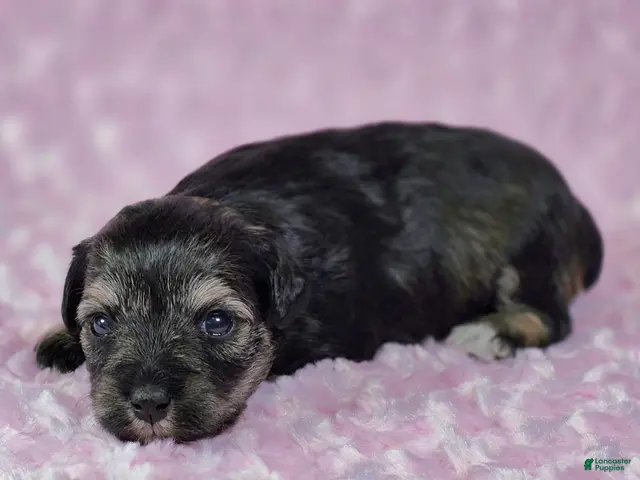 Miniature Schnauzer dogs Pepper - Ad 1