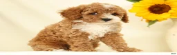 Cavapoo dogs for sale: Maggie - Ad 3