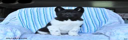 Akita dogs for sale: Sparkle - Ad 6