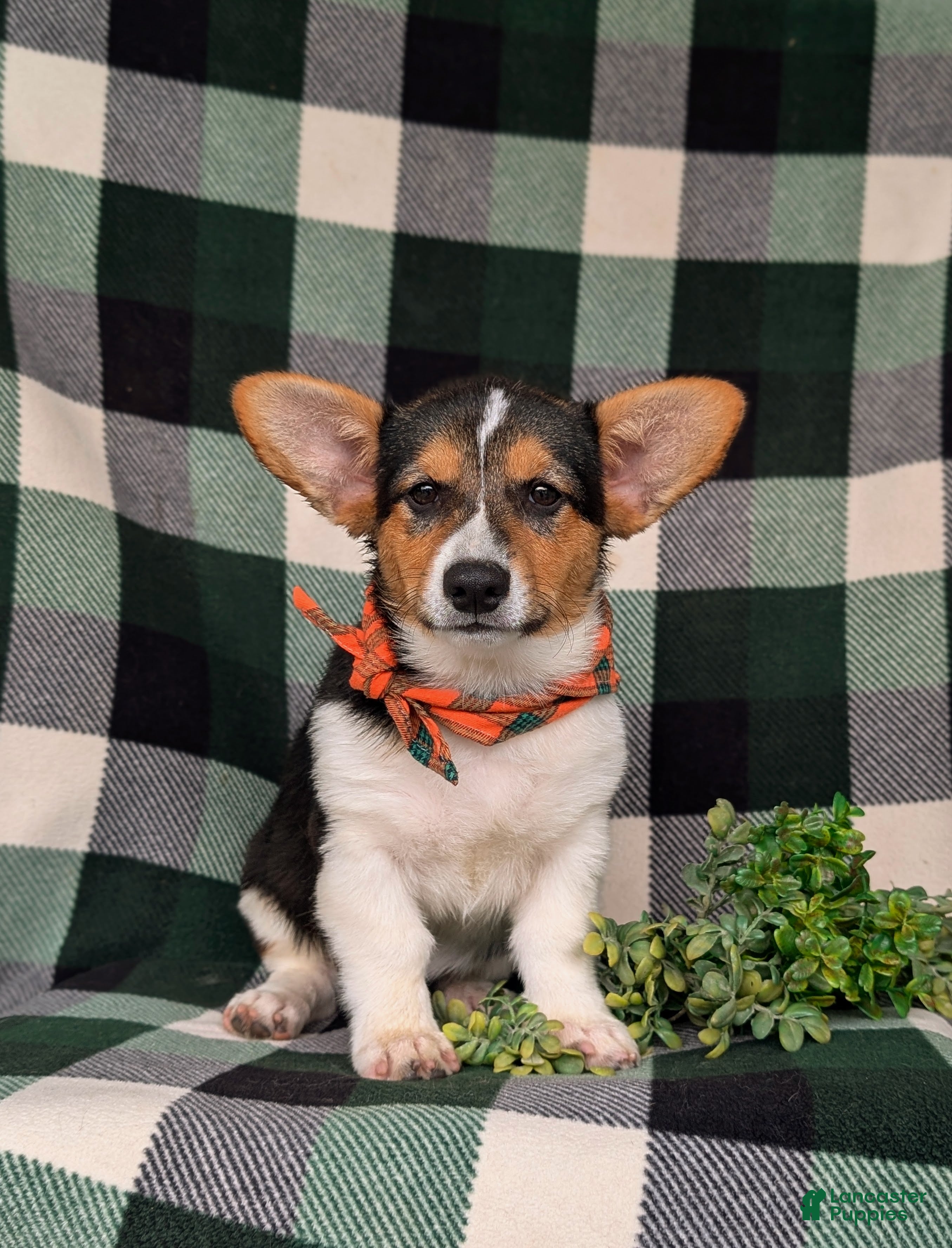 Welsh Corgi Pembroke dogs for sale: Blaze - Ad 3