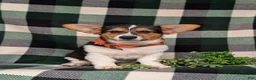 Welsh Corgi Pembroke dogs for sale: Blaze - Ad 1