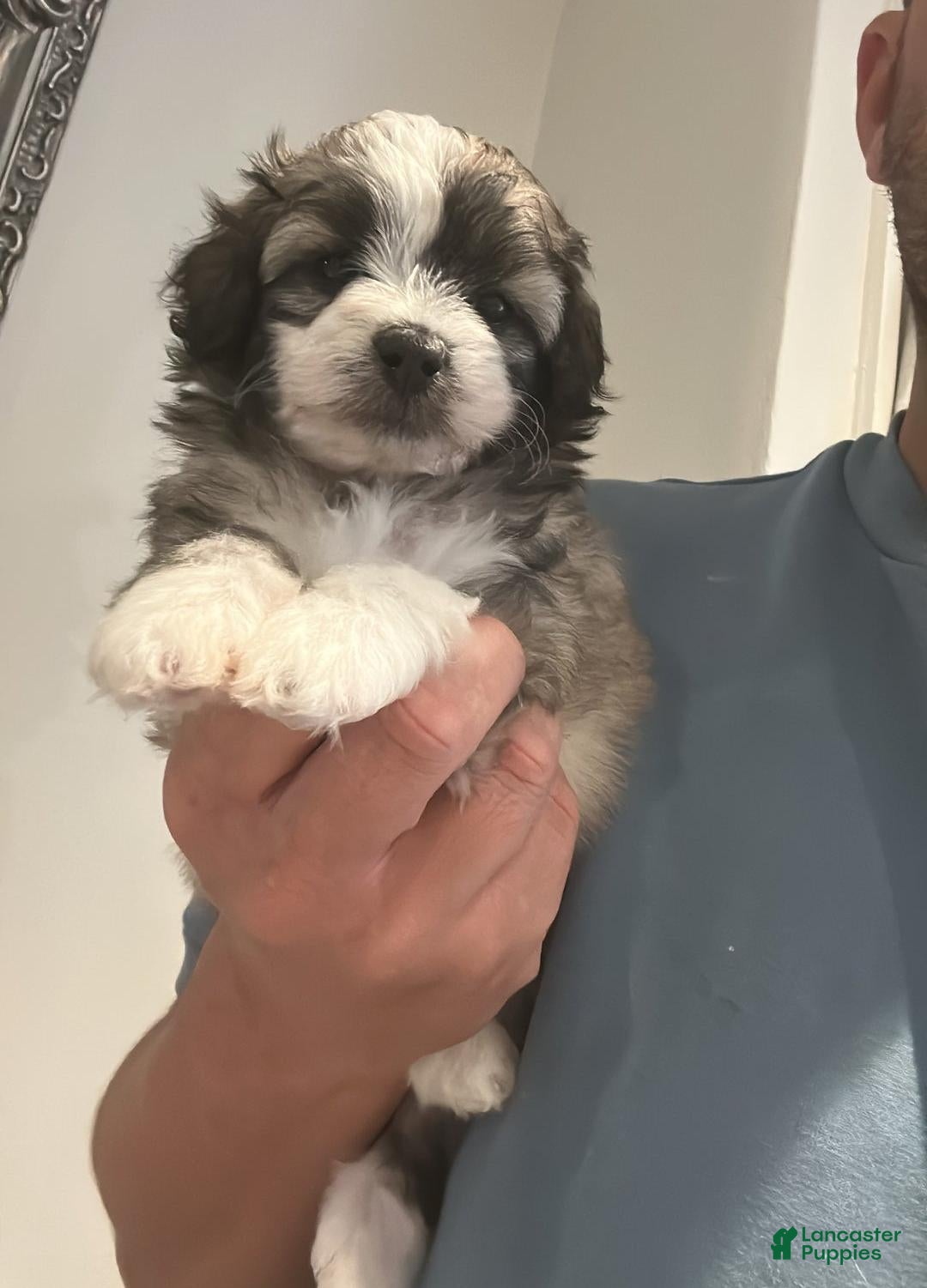 Maltipoo dogs for sale: Joel - Ad 6