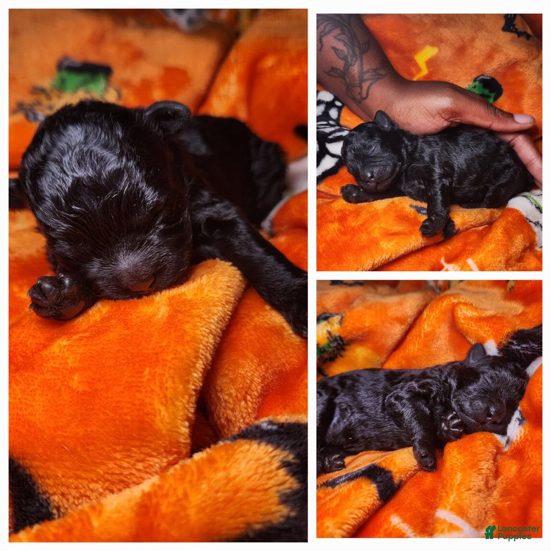 Shihpoo dogs for sale: Orange Collar Puppy 2 - Ad 10