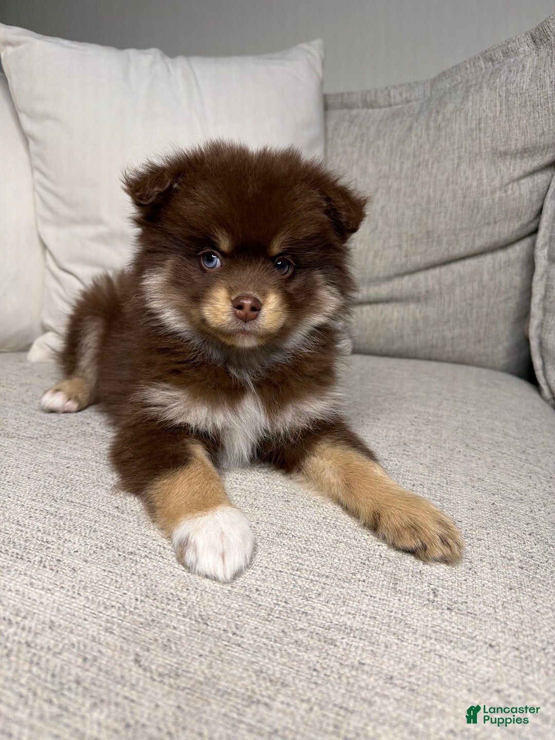 Pomsky dogs for sale: Teddy - Ad 8