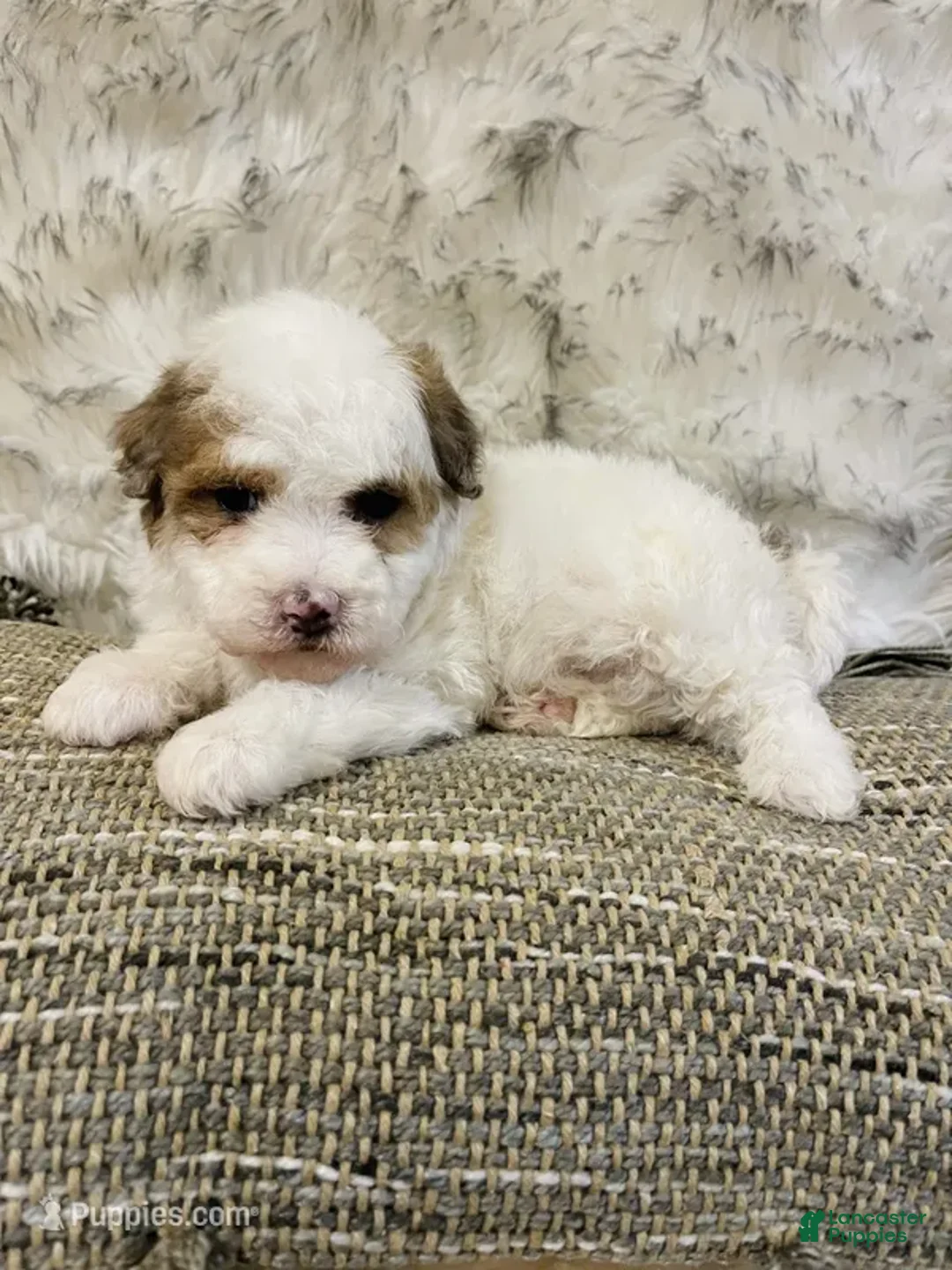 Mini Bernedoodle dogs for sale: Snowflake - Ad 1