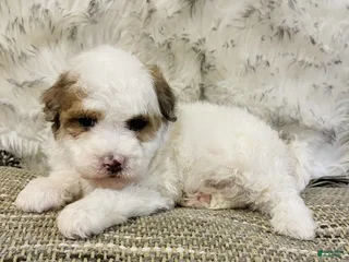 Mini Bernedoodle dogs Snowflake - Ad 2
