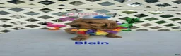 Golden Retriever dogs for sale: Blain - Ad 6