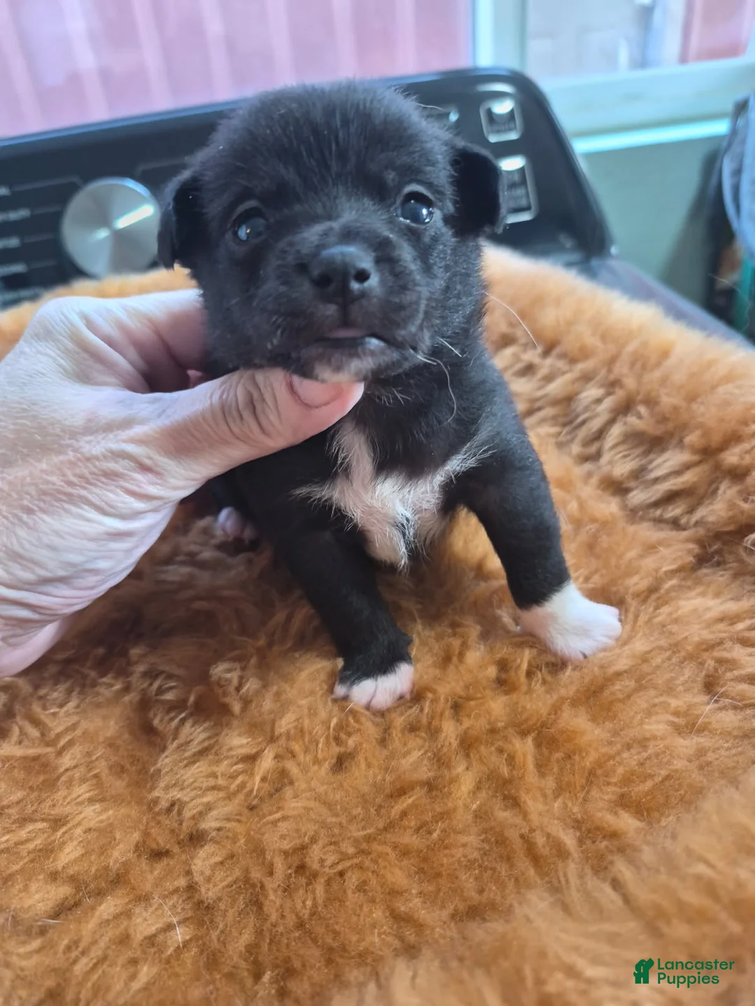 Chihuahua dogs for sale: Chihuahua Puppy 3 - Ad 1
