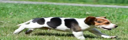 Beagle dogs for sale: Ronnie - Ad 3
