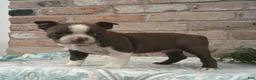 Boston Terrier dogs for sale: Cota  - Ad 1