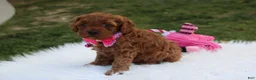 Cavapoo dogs for sale: Destiny  - Ad 3