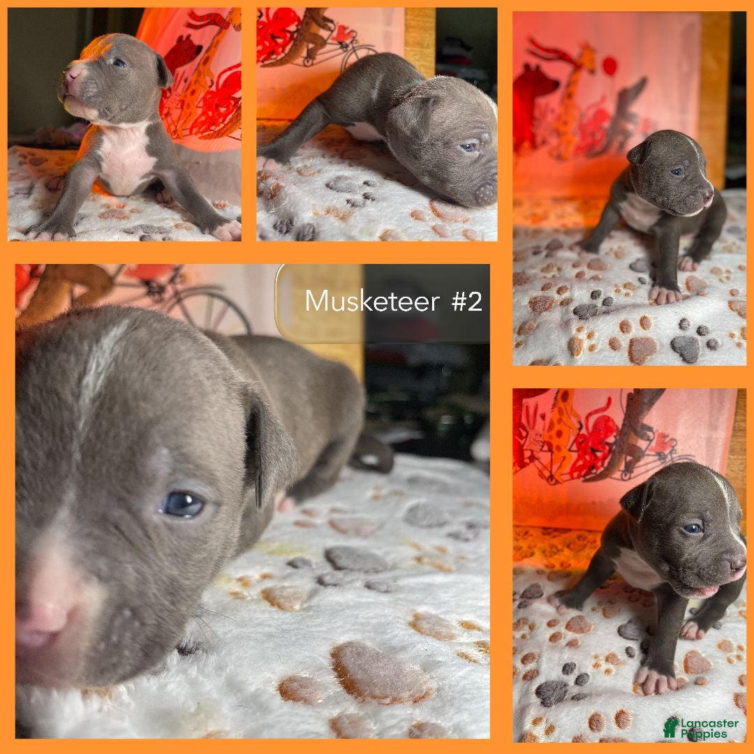 American Bully dogs Musketeer 1 - Ad 7
