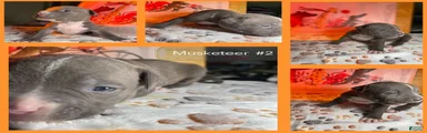Musketeer 1
