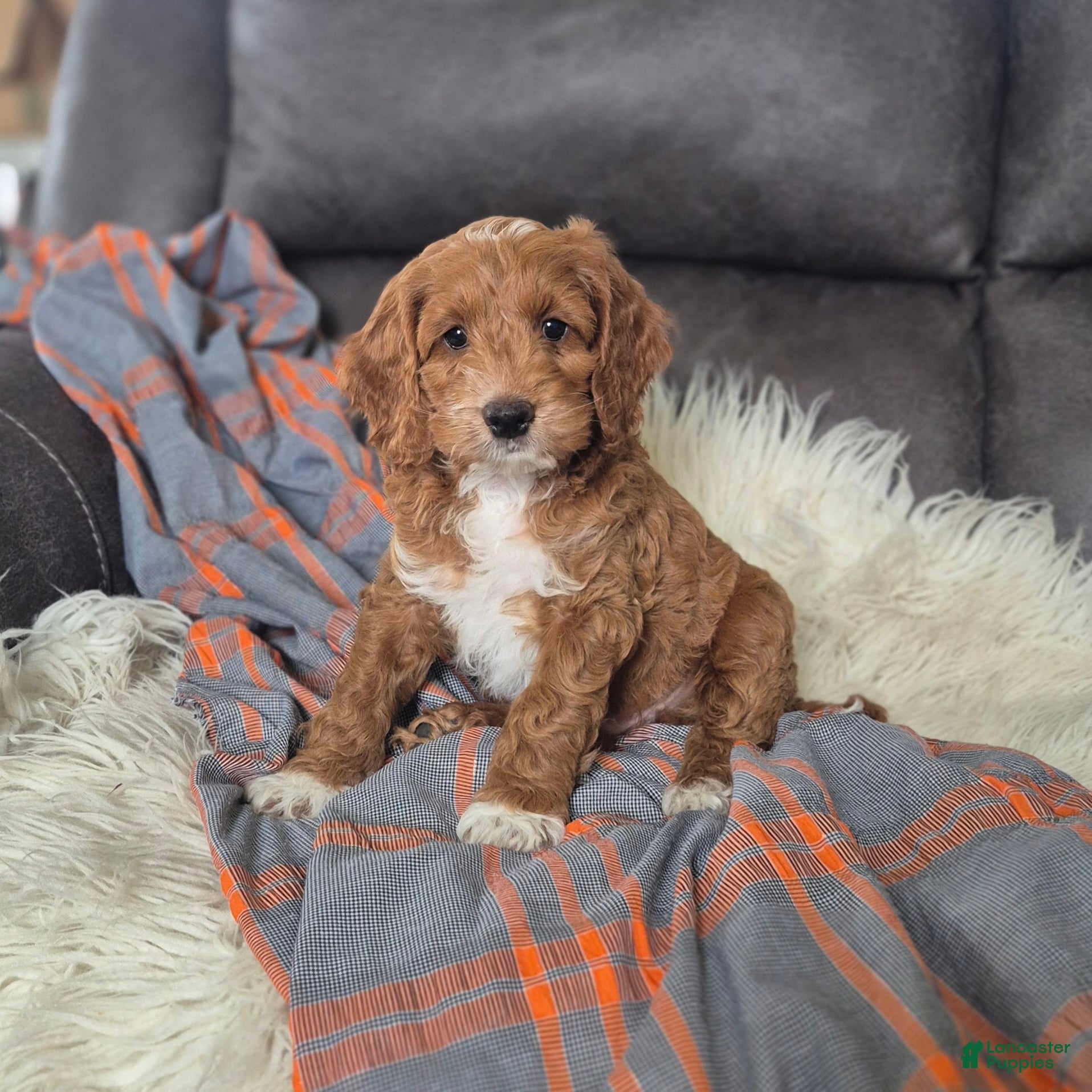 Cockapoo dogs Bruno - Ad 2