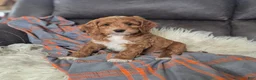 Cockapoo dogs for sale: Bruno - Ad 2