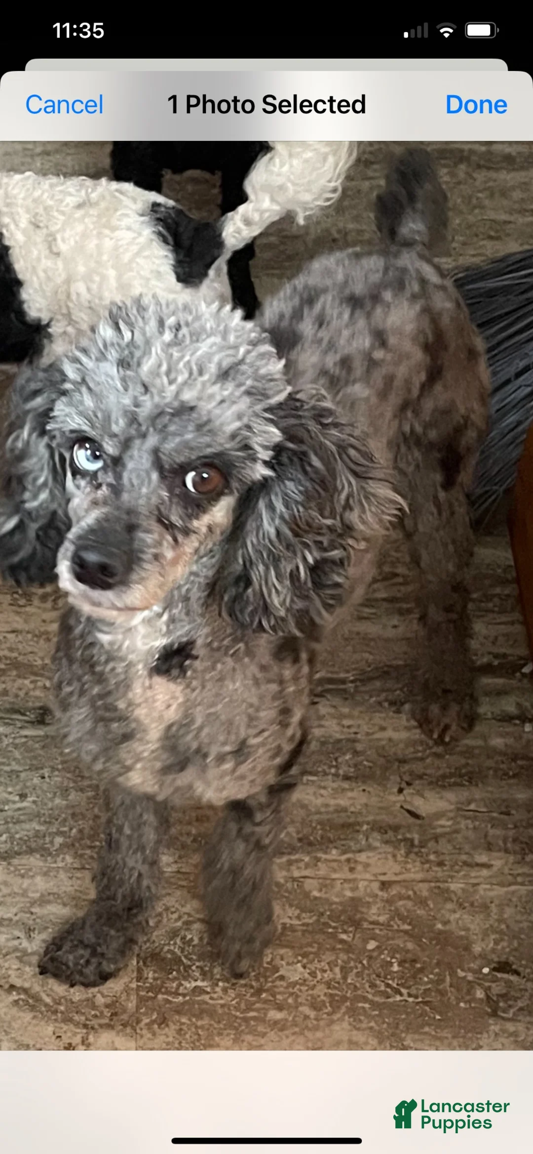 Miniature Poodle dogs for sale: Miniature Poodle 1 - Ad 3