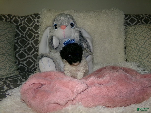 Miniature Poodle dogs Sally - Ad 2