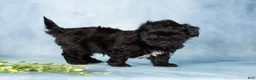 Mixed Breed dogs for sale: Mocha - Ad 4