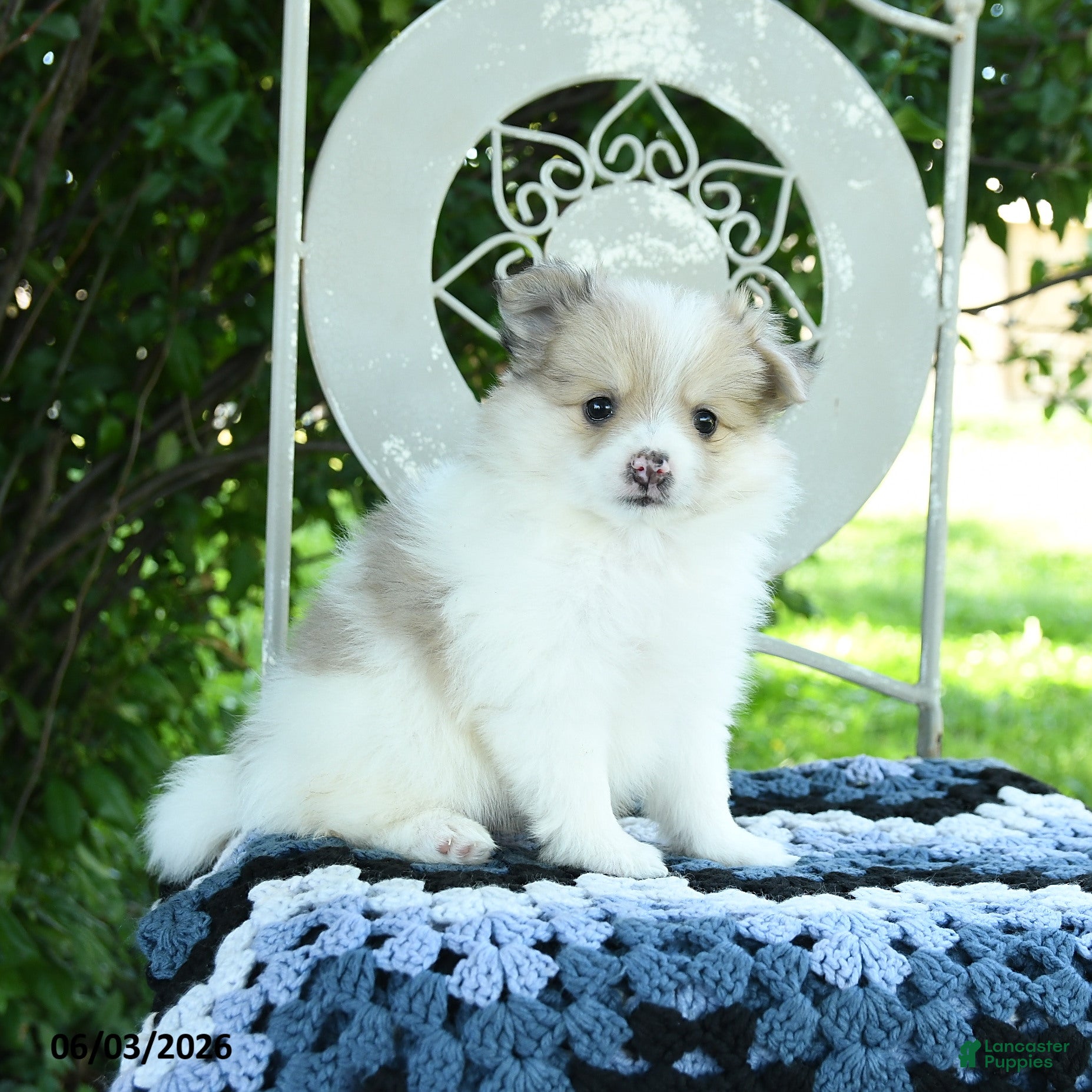 Pomeranian dogs Portia - Ad 2