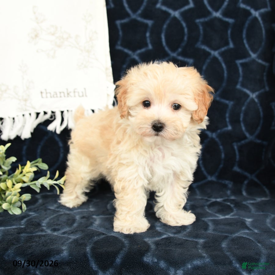 Maltipoo dogs Landon - Ad 2