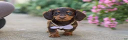Miniature Dachshund dogs for sale: Lila - Ad 6