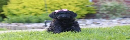 Newfypoo dogs for sale: Sofie - Ad 1