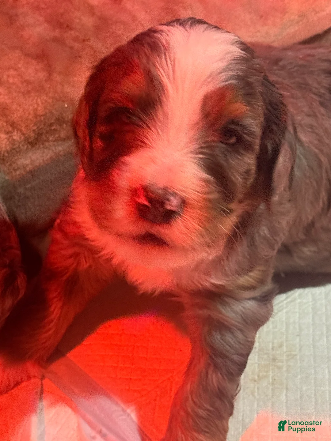 Mini Bernedoodle dogs for sale: Mini Bernedoodle Benson - Ad 1