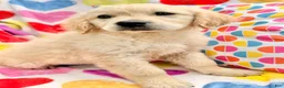 Golden Retriever dogs for sale: Margarita  - Ad 2