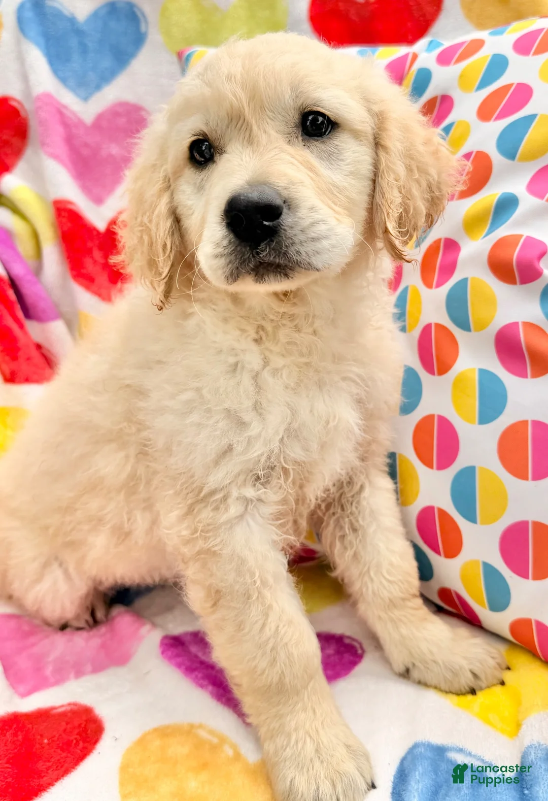Golden Retriever dogs for sale: Margarita  - Ad 2