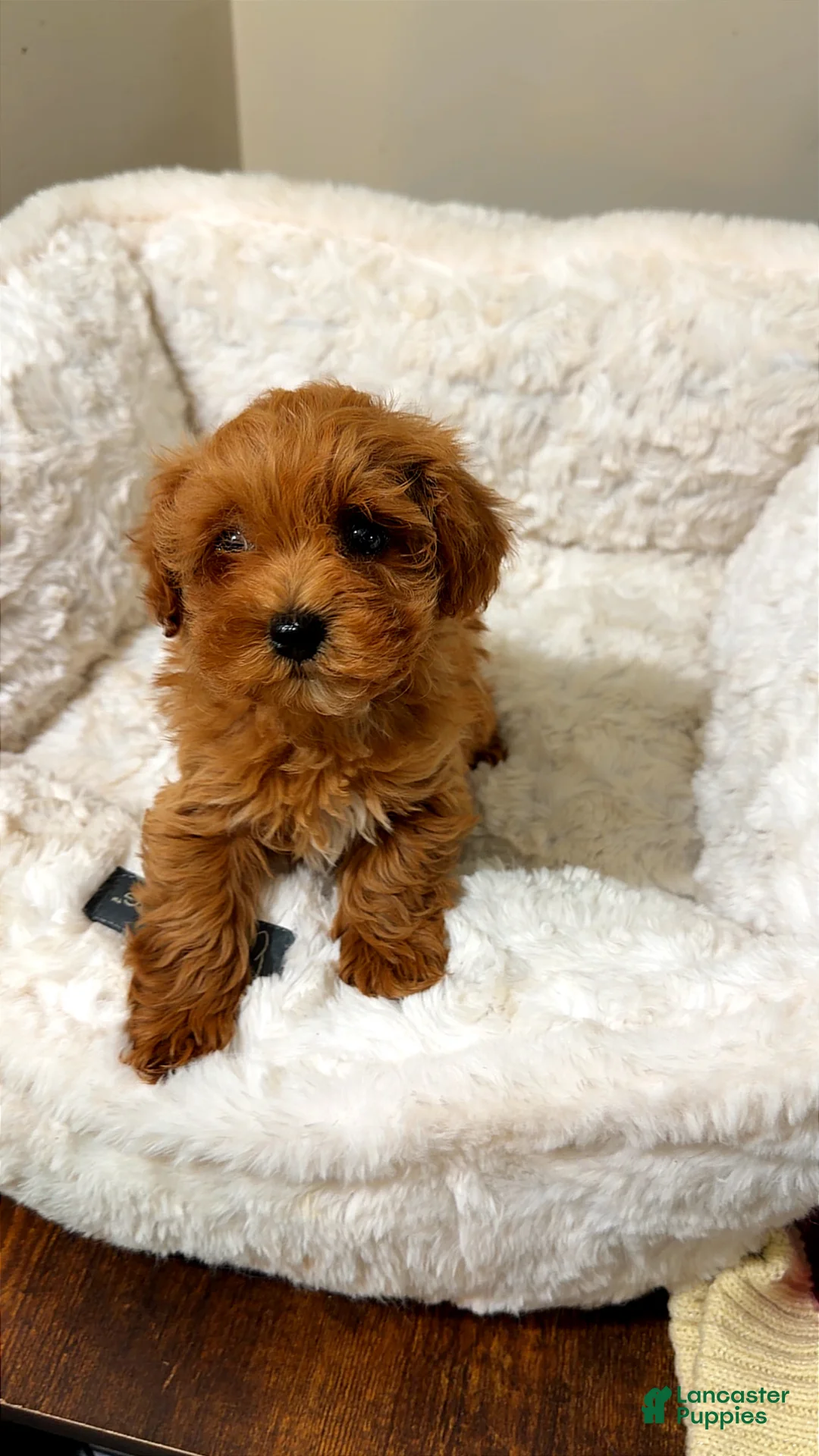 Toy Poodle dogs for sale: Luna  - Ad 2