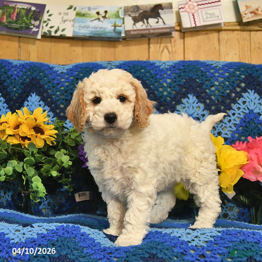 Mini Goldendoodle dogs Bobby  - Ad 1