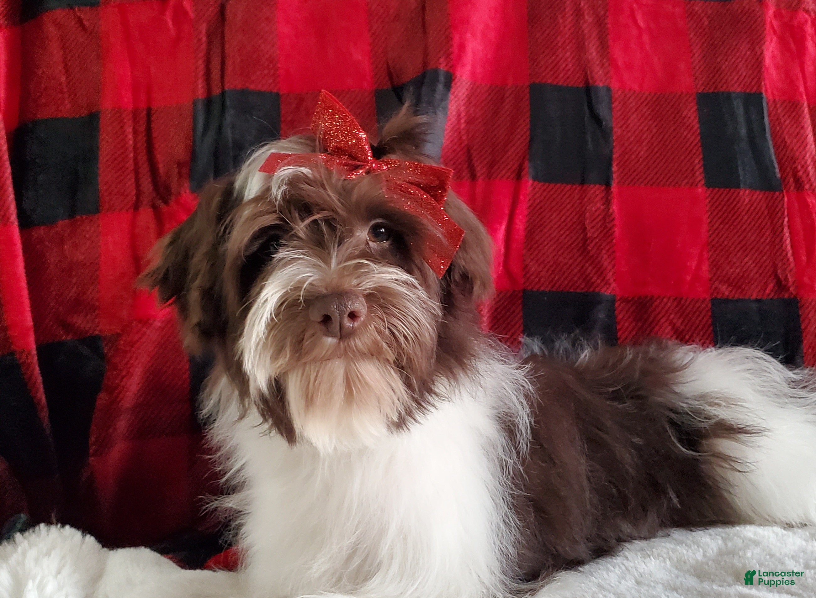 Mixed Breed dogs S'mores  - Ad 32